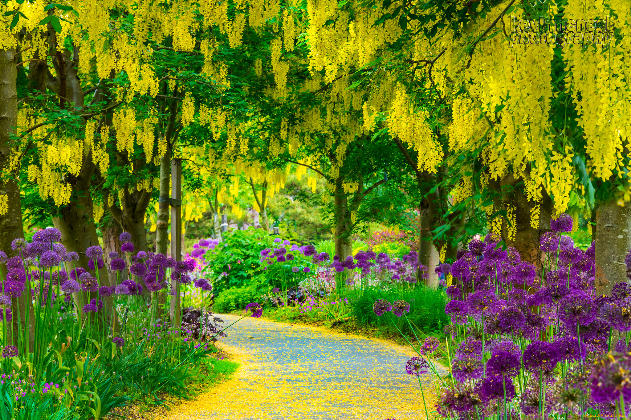 ,  , , , , wisteria, alley, flowers, park